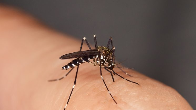Insekten: So wird man Mücken, Wespen & Co los
